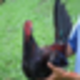 bird thumbnail