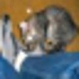 cat thumbnail